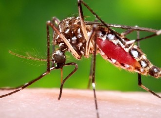 Mortes por dengue chegam a 113 no país; 438 óbitos são investigados